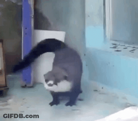Otter Dancing GIF