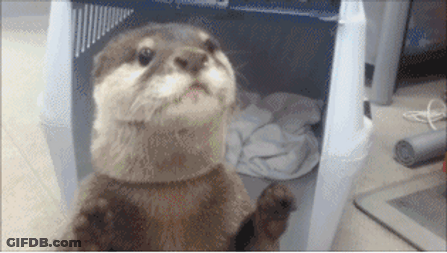 Otter Doing Tricks GIF