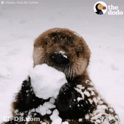 Otter Eating Snow GIF