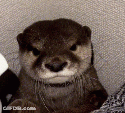 Otter Face With Serious Expression GIF