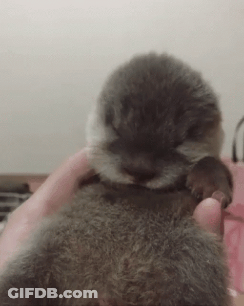 Otter Falling Asleep GIF