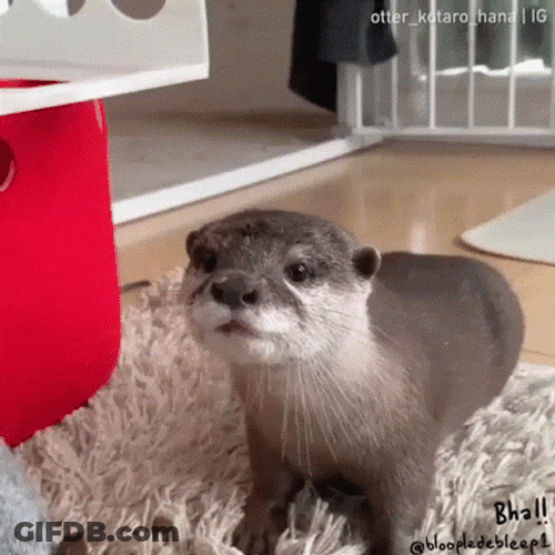 Otter Firing Laser Meme GIF