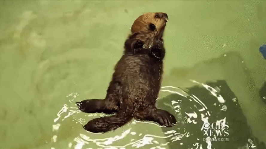 Otter Floating On Water GIF