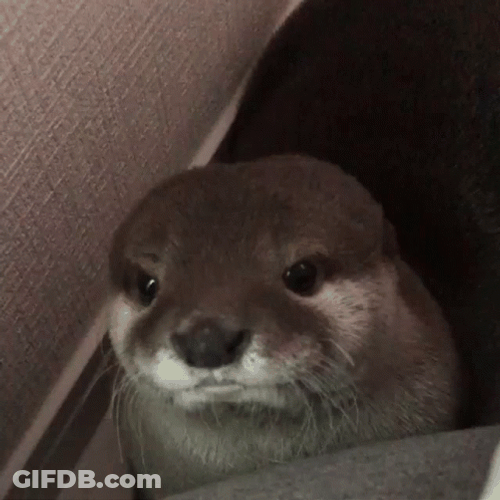 Otter Hiding Away GIF