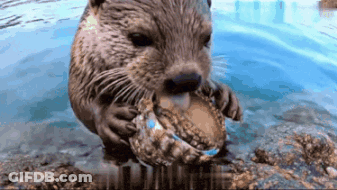 Otter Holding Crab In Mouth GIF