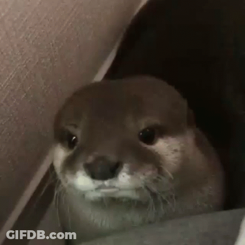 Otter Looking Out Of Hole In Wall GIF