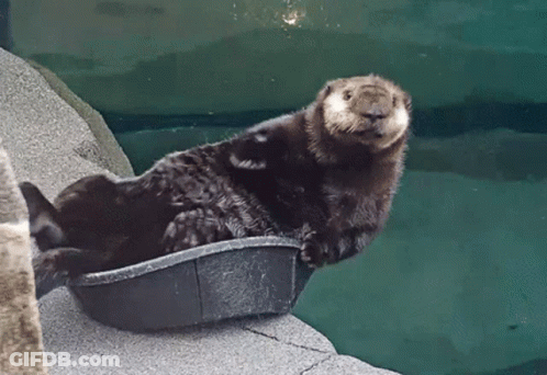Otter Lying In Black Container GIF