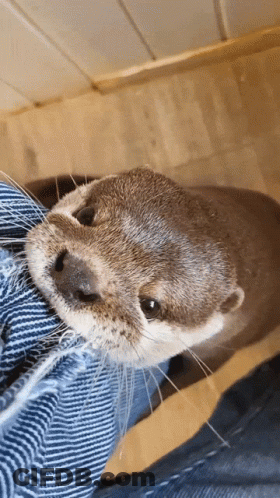 Otter Lying On Someone's Leg GIF