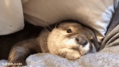 Otter Lying Under Pillow On Bed GIF