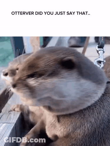 Otter On Leash Otter Did You Just Say That GIF