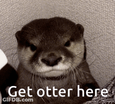 Otter Saying Get Otter Here GIF