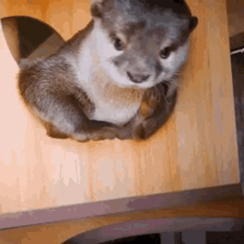 Otter Scratching Face GIF