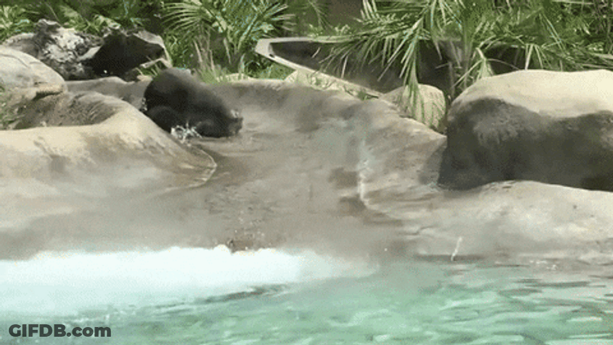 Otter Sliding At Water Park GIF