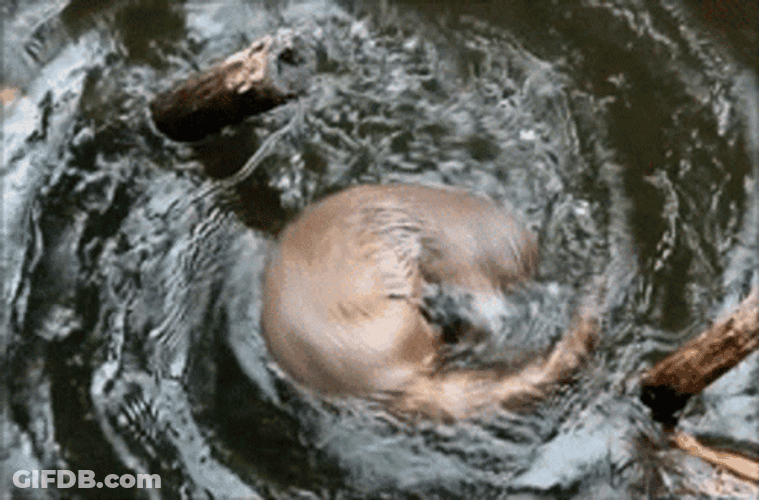 Otter Spinning Over Water GIF