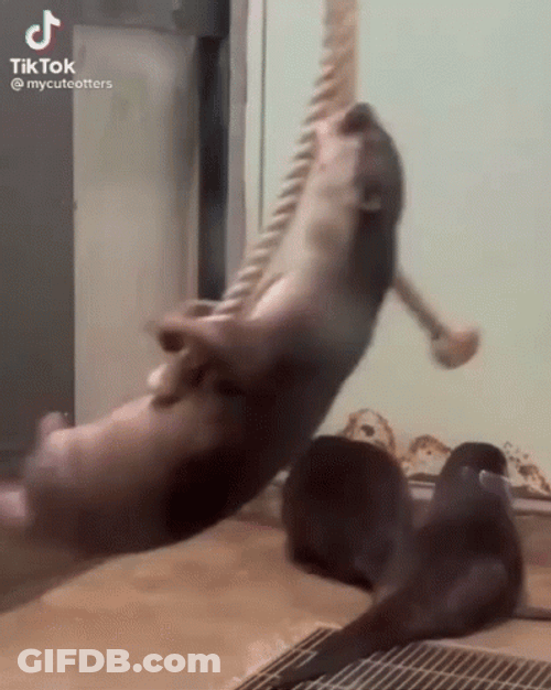 Otter Spinning While Dangling GIF