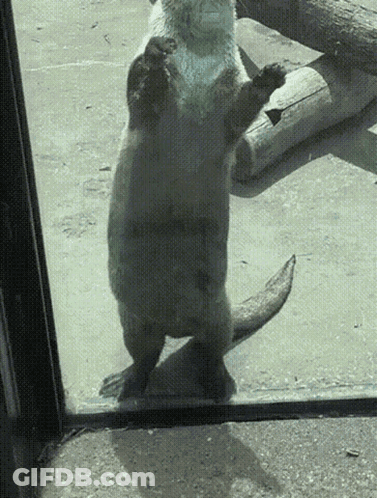 Otter Standing By Window GIF