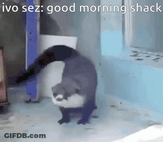 Otter Walking In Front Of Window Saying Good Morning Shack GIF