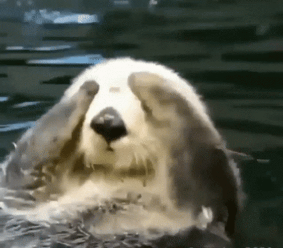 Otter Washing Face GIF