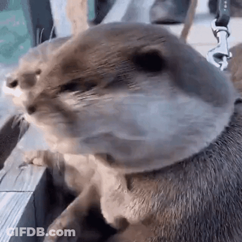 Otter Wearing Leash GIF