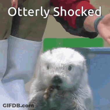 Otterly Shocked Otter Held GIF