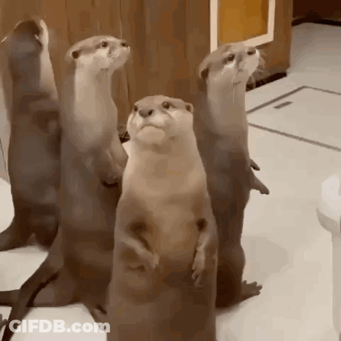 Otters Standing On Hind Legs Looking At Camera GIF