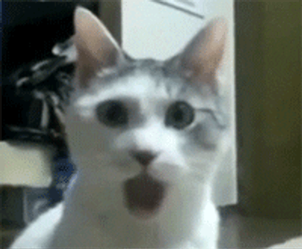 Outrage Surprised Cat GIF