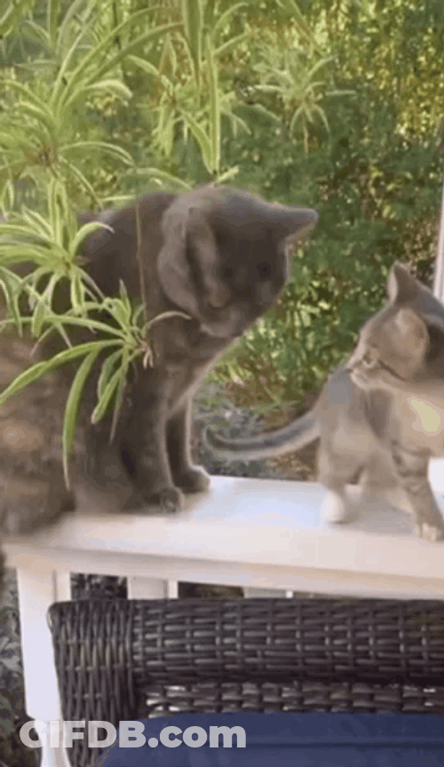 Outside Cat Fight GIF