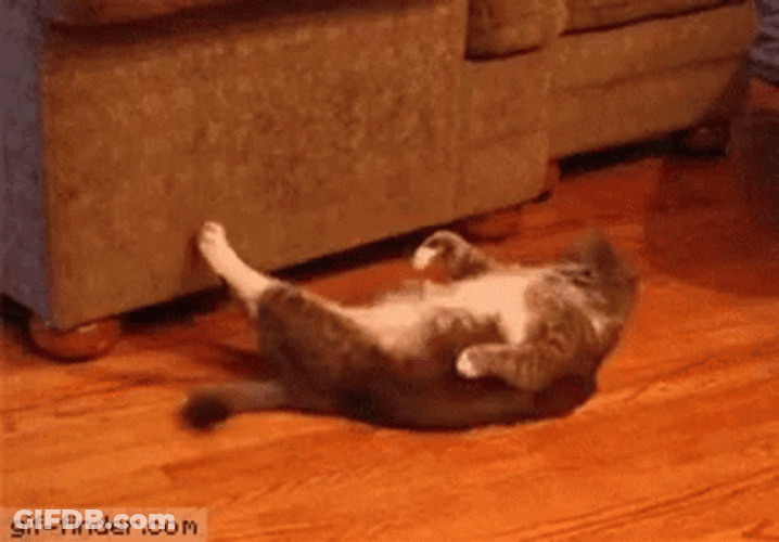 Overweight Gym Cat Working Out GIF