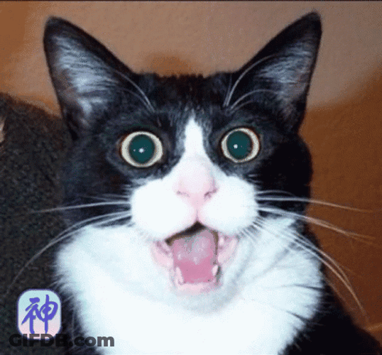 Owen Wilson Wow Cat GIF
