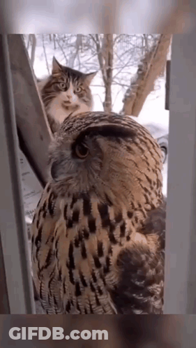 Owl And Cat Looking At Each Other Through Window GIF