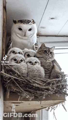 Owl And Cat Sitting In Nest GIF