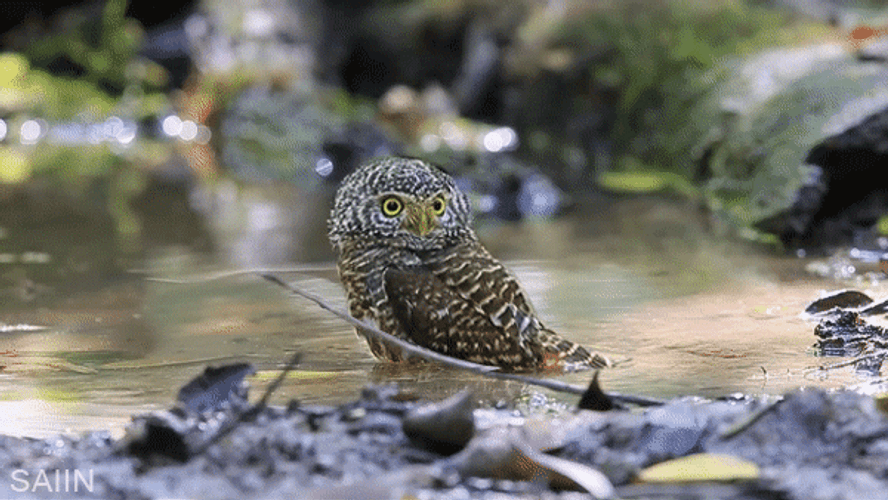 Owl At A River GIF
