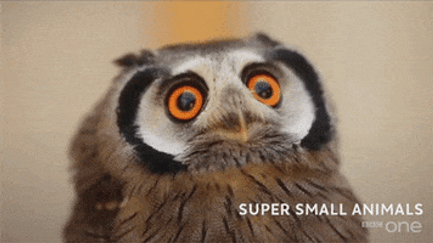 Owl Being Nervous GIF