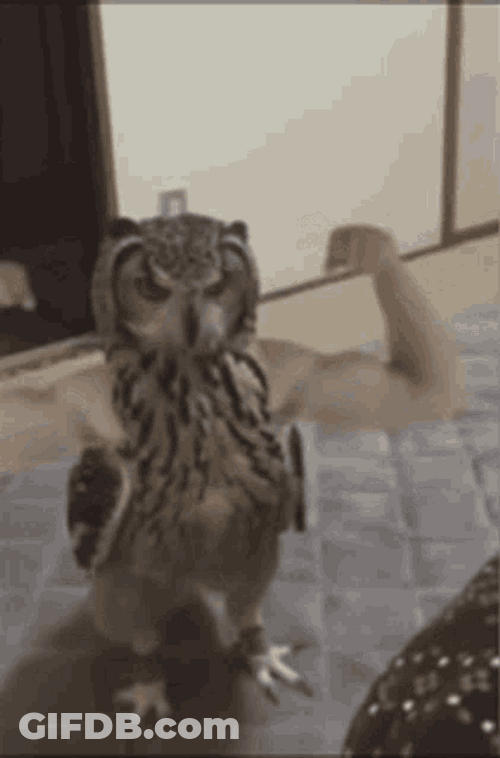 Owl Bird Flexing Muscle GIF
