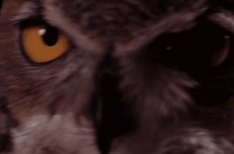 Owl Bobbing Head GIF