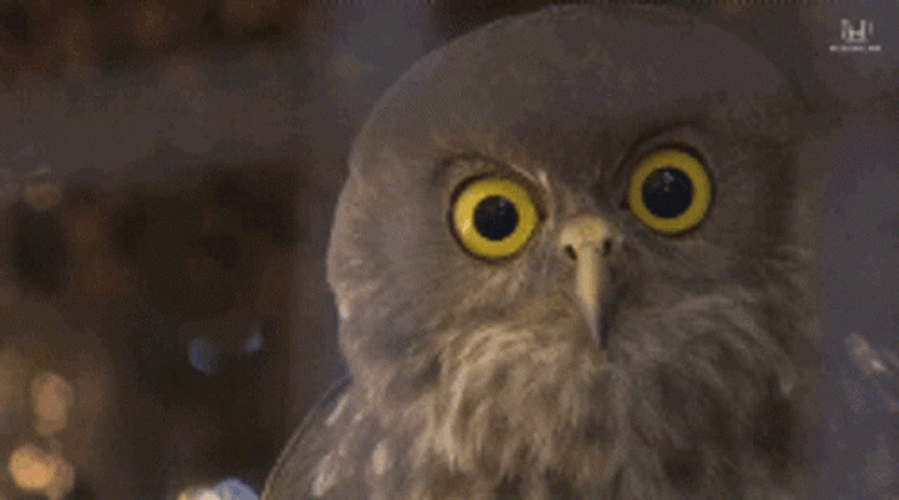 Owl Cannot Believe GIF