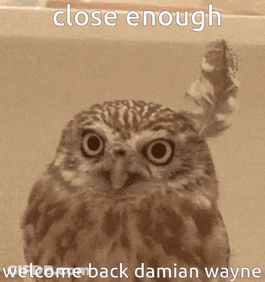 Owl Close Enough Welcome Back Damian Wayne GIF