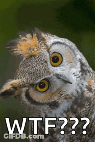 Owl Close Up Saying WTF GIF