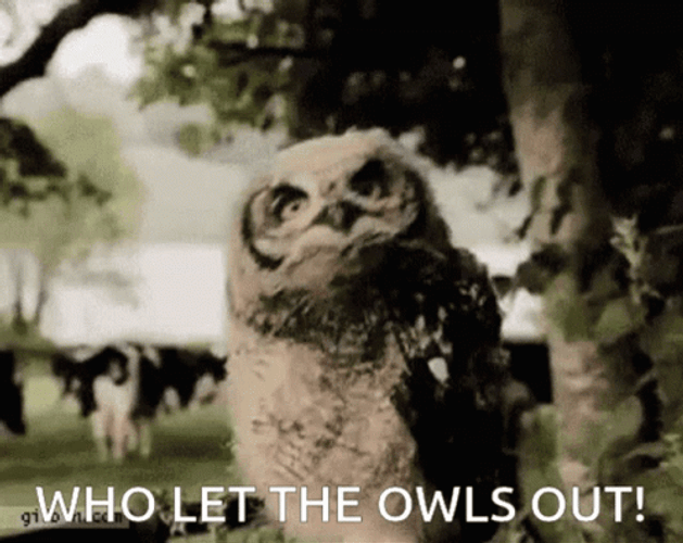 Owl Dancing Head GIF