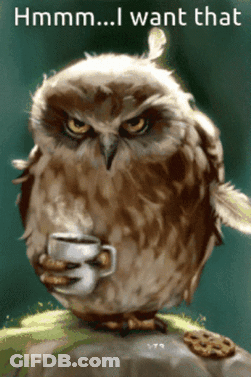 Owl Drinking Coffee I Want That GIF