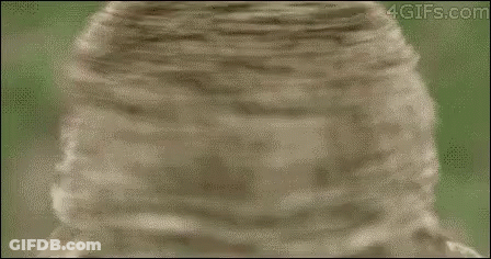 Owl Face Close Up 4Gifs.com GIF