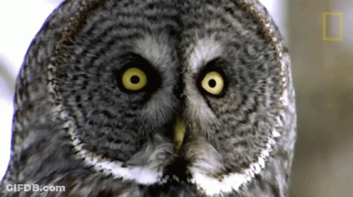 Owl Face Close Up With National Geographic Logo GIF
