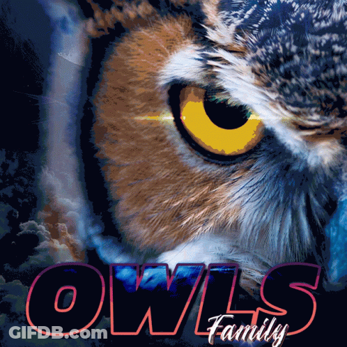 Owl Face Close Up With Owls Family GIF