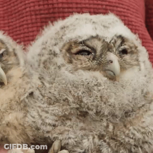 Owl Face Red Background GIF
