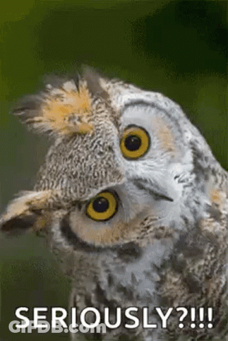 Owl Face With Seriously Caption GIF