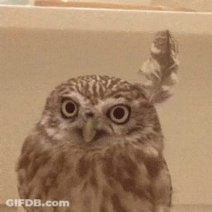 Owl Fluffing Feathers GIF