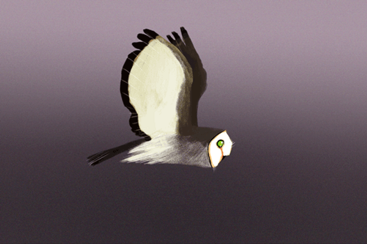 Owl Flying Illustration GIF