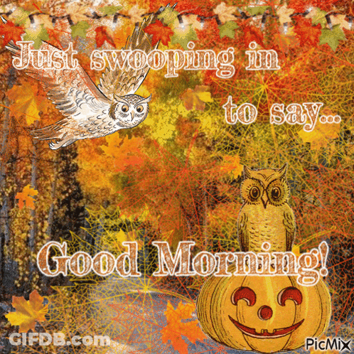 Owl Flying Over Pumpkin Swooping In To Say Good Morning GIF