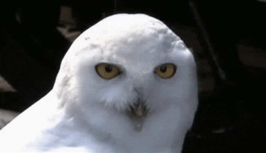 Owl Getting Surprised GIF
