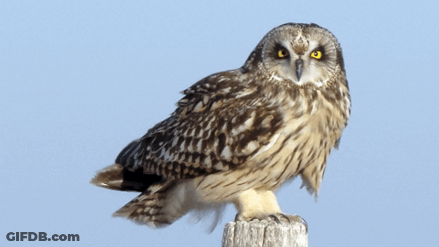 Owl Go Shorty It's Your Birthday GIF